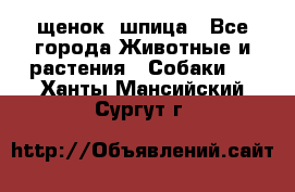 щенок  шпица - Все города Животные и растения » Собаки   . Ханты-Мансийский,Сургут г.